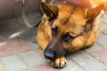 A true devotion Sheepdog is waiting and grieving for her owner.Portrait of a Sheepdog with good sad eyes