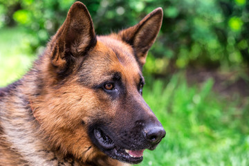 german shepherd dog on green grass.portrait of a black dog. sheepdog.Pet on nature in the forest