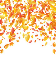 Oak, maple, wild ash rowan leaves vector, autumn foliage on white background.