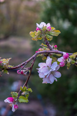 Flowers of apple on a branch lit by the bright sun