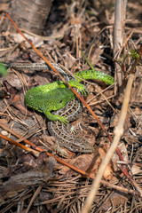 The courtship of the male lizards over female lizards