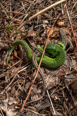 The courtship of the male lizards over female lizards