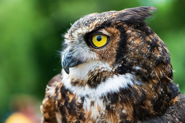 portrait of an owl