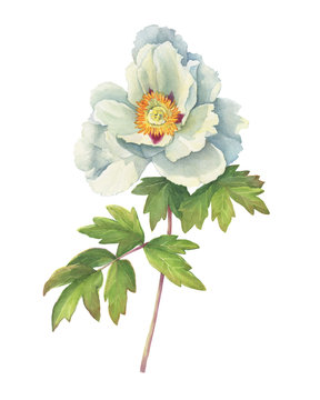 Branch flower semi-double white peony with leaves (Paeonia suffruticosa, plant known as Paeonia rockii). Watercolor hand drawn painting illustration, isolated on white background.