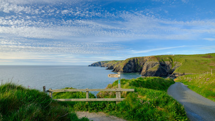 Spring evening light on Thrift 'Sea Pinks' in Ceibwr Bay, Pembroke, Wales