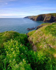 Spring evening light on Thrift 'Sea Pinks' in Ceibwr Bay, Pembroke, Wales