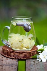 A snail sits on top of a cup with flower tea, colorful little snail wandering on  cup