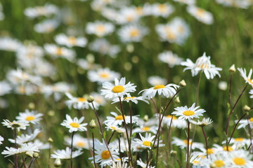 white wild long daisy flowers in a park in Utrecht in the Netherlands