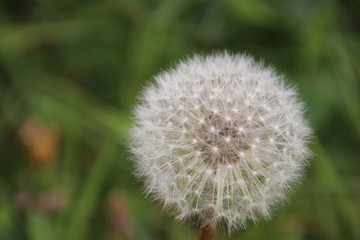 white wild long daisy flowers in a park in Utrecht in the Netherlands