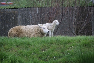 White and black sheeps with lamb on a meadow in Stompwijk the Netherlands