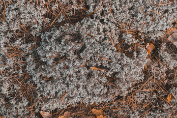 Grey moss texture in the forest