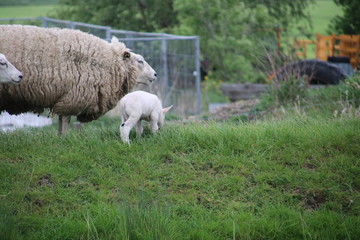 White and black sheeps with lamb on a meadow in Stompwijk the Netherlands