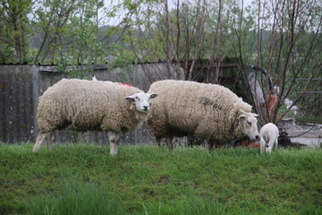 Obraz premium White and black sheeps with lamb on a meadow in Stompwijk the Netherlands
