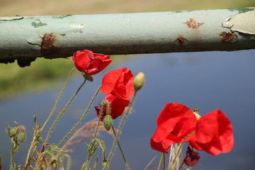 Red colored poppy flowers along the side of the road in Nieuwerkerk aan den IJssel in the...