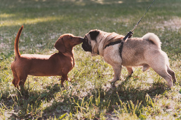 Two dogs want to be friends. Pug and dachshund nose to nose. A meeting at the park. Male and female puppies.