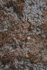 Grey moss texture in the forest