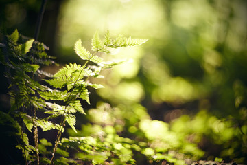 Blurred background with bokeh with fern leaves