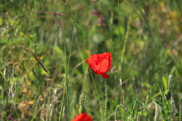 Red colored poppy flowers along the side of the road in Nieuwerkerk aan den IJssel in the...