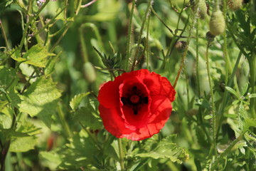 Red colored poppy flowers along the side of the road in Nieuwerkerk aan den IJssel in the Netherlands