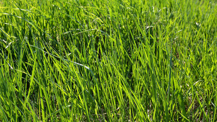 Background grass sedge glowing in the sunlight