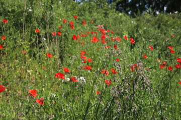 Red colored poppy flowers along the side of the road in Nieuwerkerk aan den IJssel in the Netherlands