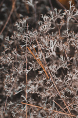 Grey moss texture in the forest