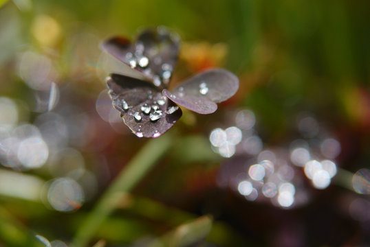 Dew droplets on burgundy leaves of oxalis grass on a sunny morning, macro, soft focus