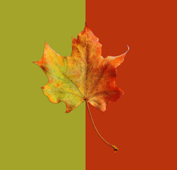 Autumn yellow leaf on abstract background