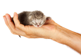 Newborn kitten in arms of man on   isolated background