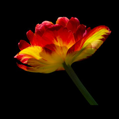 Beautiful tulip close up. Spring flowers