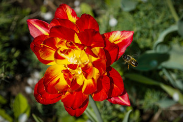 Beautiful tulip close up. Spring flowers