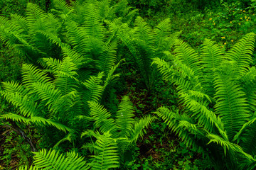 Green fern plants in the forest on spring