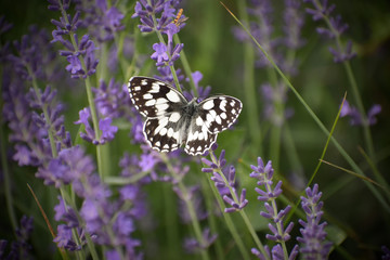 Marbled white butterfly