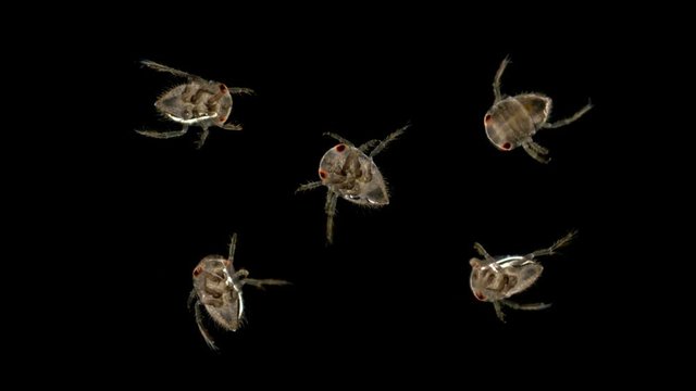 adult larva of the water bug Notonecta glauca under a microscope, lives mainly in ponds and rivers, can fly, does it at night, is a predator, the larva feeds on plankton, and an adult can even attack