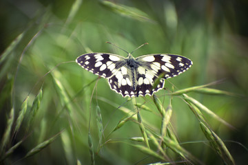 Marbled white butterfly