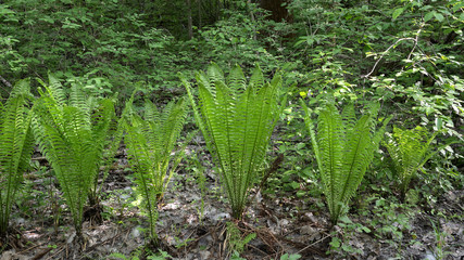 Green fern growing in the forest on a summer day
