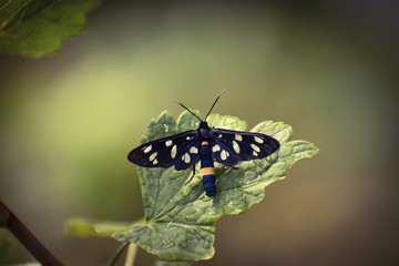 Burnetmoth after rain