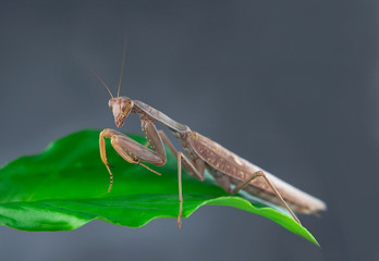 Insect hunter attacks. Mantis is a terrible monster of wildlife.