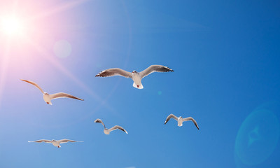 seagulls birds fly in the summer in the sky.
