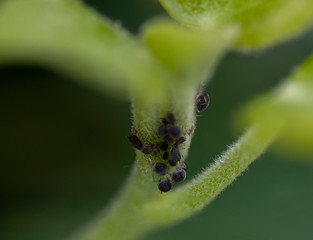 Aphid colony in a plant