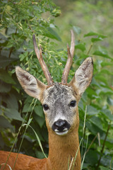 A deers perfect profile pic