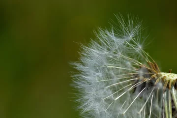 Foto op Aluminium White fluffy dandelion seeds on a green background of grass close-up. Botany © Aleksandr Kalegin