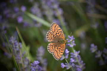 Queen of spain fritillary