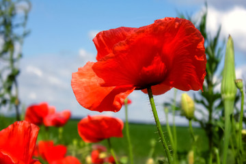 red poppies on background of blue sky