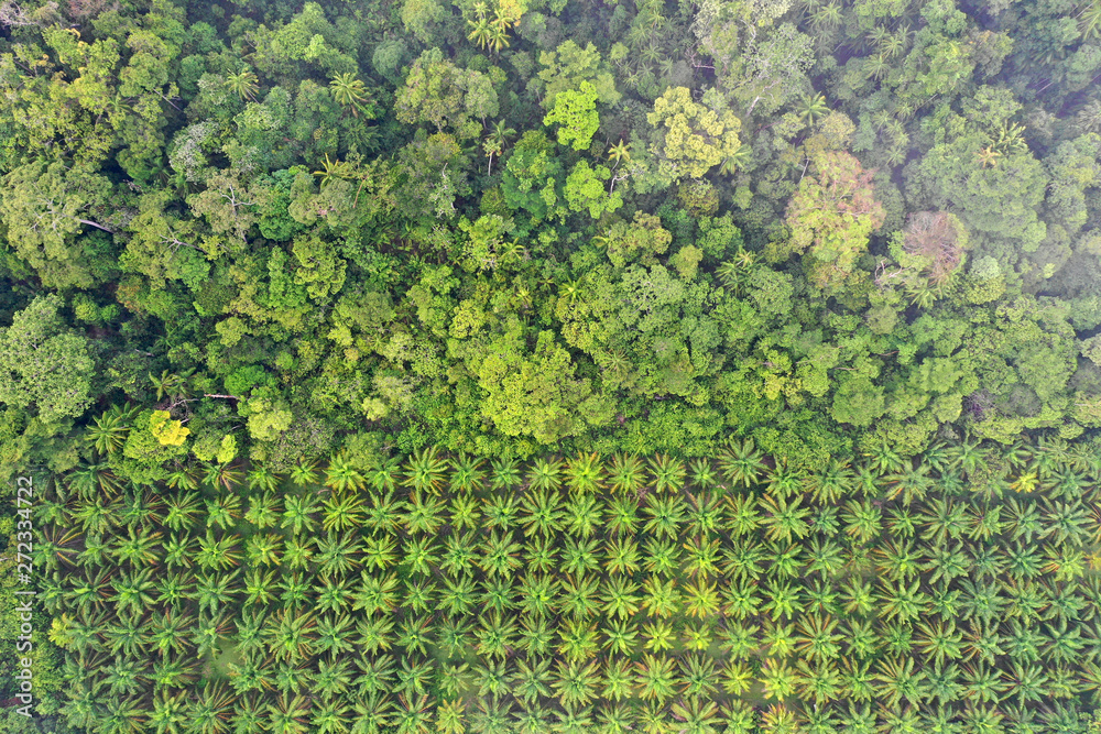 Wall mural Palm oil plantation at rainforest edge. Deforestation in Malaysia destroys rain forest for oil palms