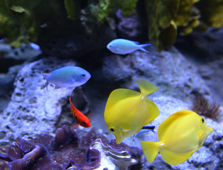 Zebrasoma flavescens - Yellow Tang fish in aquarium - coral reef fish