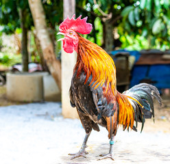 The cock is crowing at Phatthalung Thailand.