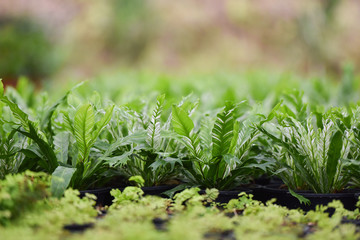 Green leaves of bird nest fern in nursery garden farm plant