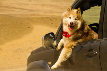 perro conductor © M6