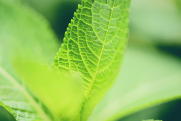 Close up of nature green leaves in the garden with soft focus and blur leaf tree background